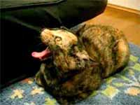 cats