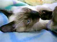 cats