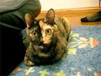 cats