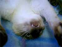 cats