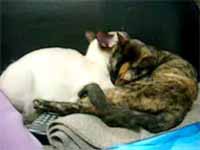 cats