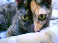 cats