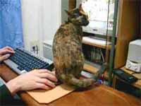 cats