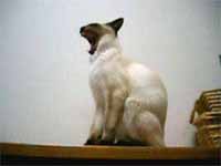 cats