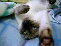 cats