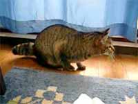 cats