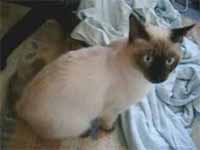 cats