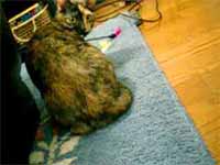 cats