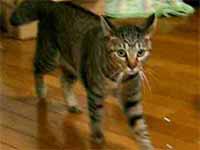 cats