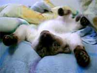 cats