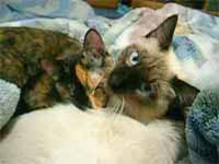 cats