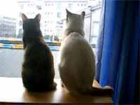 cats