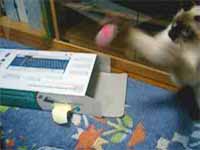 cats