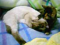 cats