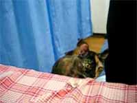 cats