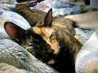 cats