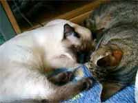 cats