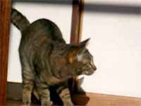 cats