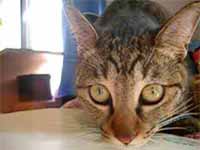 cats