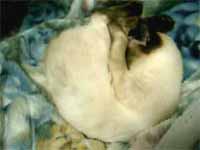 cats
