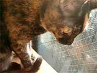 cats