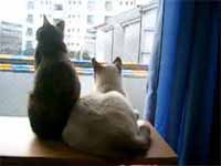 cats
