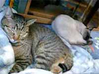 cats
