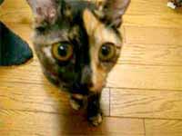 cats