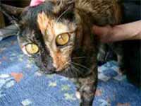 cats