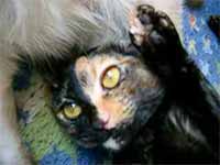 cats