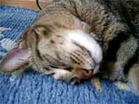 cats