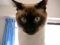 cats