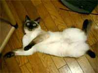 cats