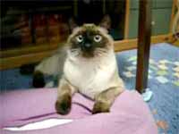 cats