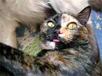 cats