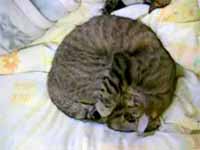 cats