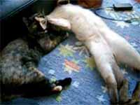 cats
