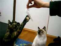 cats