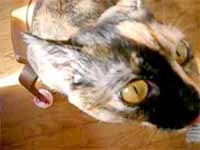 cats