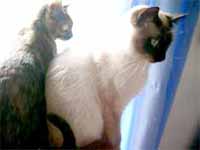 cats
