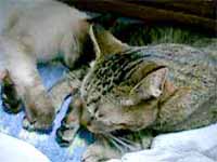 cats