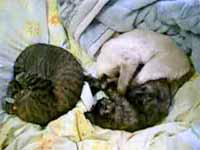 cats