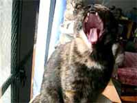 cats