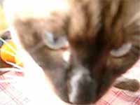 cats