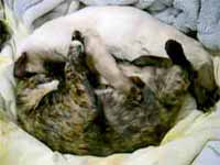 cats