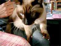 cats