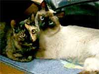 cats