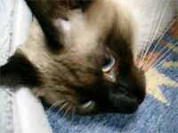 cats