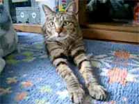 cats