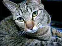 cats